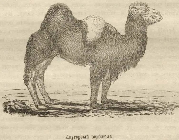 естественной истории животных. естественной истории животных. естественной истории животных. история животных гесснер. конрад геснер история животных.