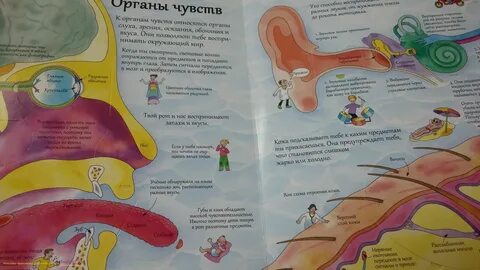 Открой тайны человека