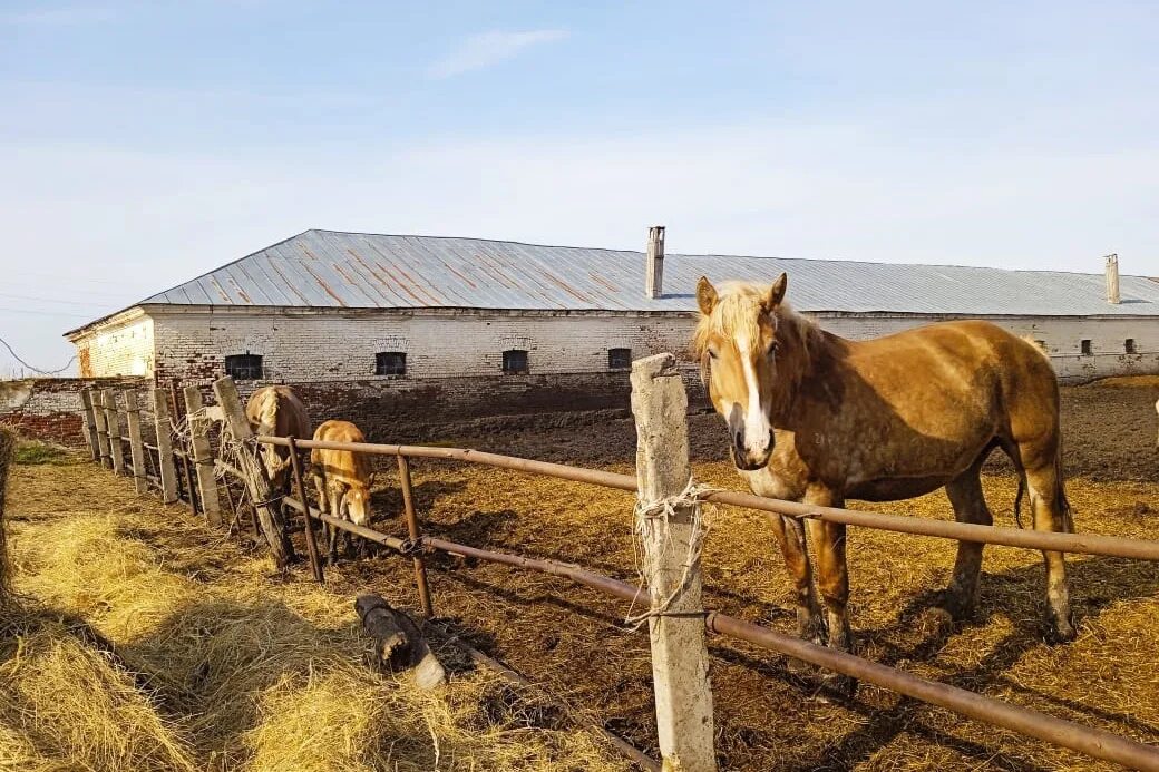 ветеринарная клиника ремонт животных. ремонт животных ветклиника перово. наруксово починковский район. ветклиника на шишкова воронеж. починки животное.