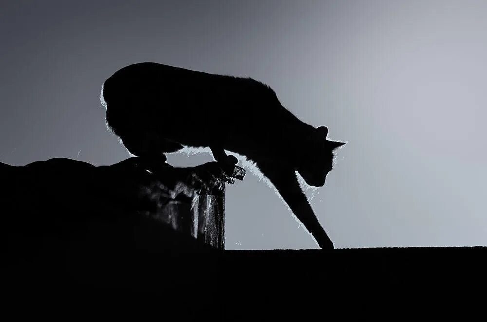 Черная кошка гуляет. Кошка гуляет по крыше. Кот гуляет ночью. Кошка гуляющая по карнизу. Гуляющая кошка песня