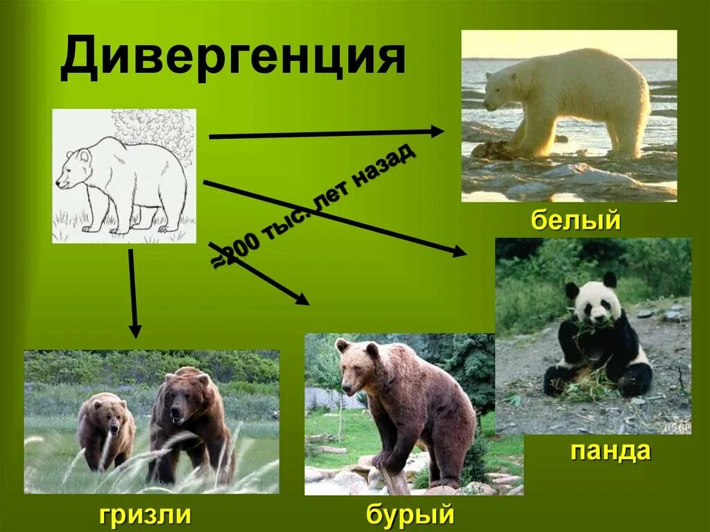 Микроэволюция. Микроэволюция примеры. Микроэволюции иллюстрации. Видообразование животные. Видообразование примеры животных