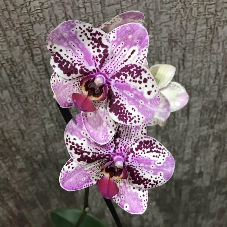 Flower symphony фаленопсис. Орхидея фаленопсис синголо. Камелионе орхидс. Космические орхидеи купить. Ашан фаленопсис.