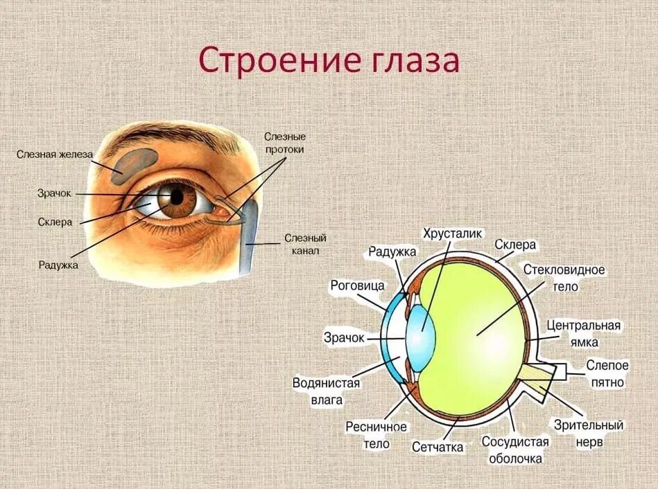 Какими опытами можно обнаружить функции зрачка