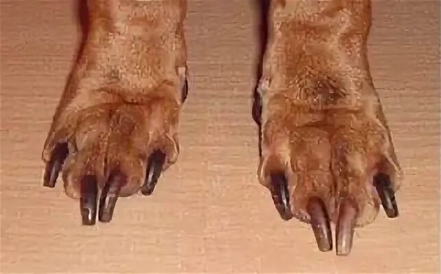 Короткие пальцы у собак. Такса на ногтях.