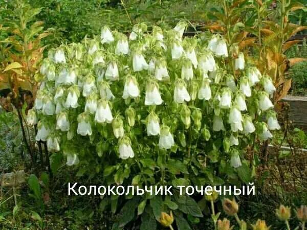 Колокольчик широколистный Альба (Campanula latifolia Alba) купить в Москве по ни