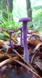 Оттенок mushroom
