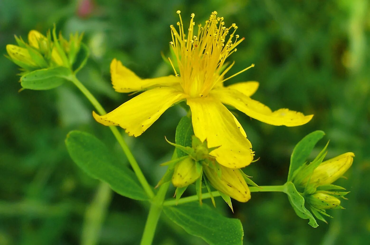 Зверобой продырявленный (Hypericum perforatum). Зверобой (Hypéricum perforátum). Зверобой продырявленный (обыкновенный) - Hypericum perforatum l.. Соцветие зверобоя продырявленного. Зверобой 1 3