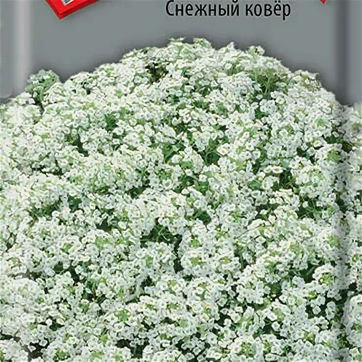 Алиссум снежный ковер рассада. Алиссум лобулярия снежный ковер. Алиссум снежный ковер. Снежный ковер цветы. Алиссум снежный ковер однолетник.