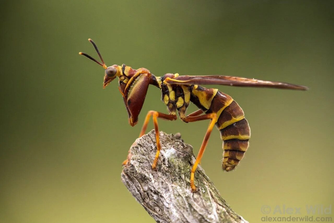 Climaciella brunnea. Оса мантиспа. Мантиспа скорлупчатая. Мантиспида богомол Оса. Оса богомол