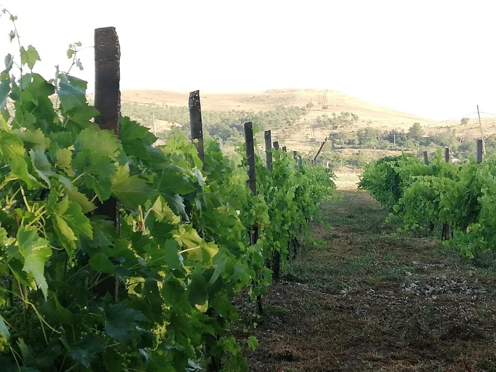 Виноградники севастополь. Виноградники золотая балка крым. Uppa winery винодельня. Балаклава виноградники. Винный завод коктебель виноградники.