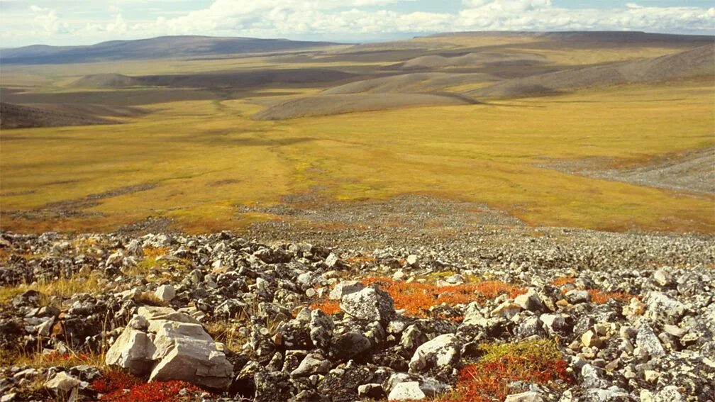 Куртинная тундра. Большеземельная тундра. Высокоарктическая тундра. Arctic Tundra ecosystem. Арктическая тундра осадки