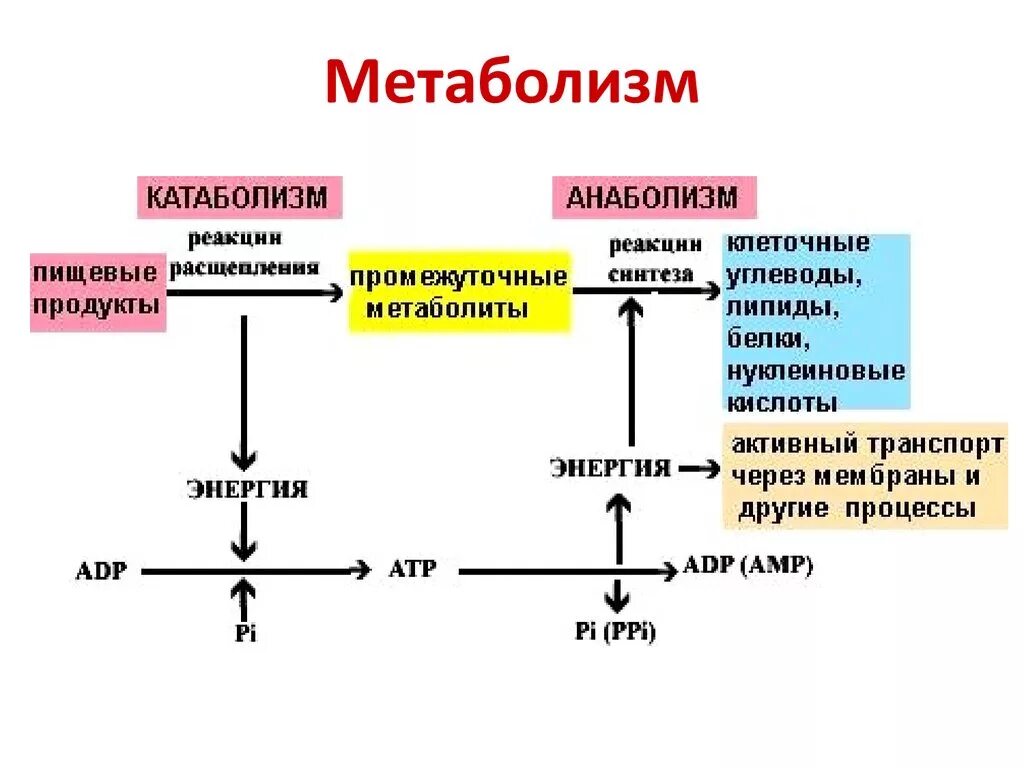 Метаболизм схема анаболизм и катаболизм. Схема обмена веществ анаболизм катаболизм. Обмен веществ анаболизм катаболизм физиология. Основные реакции катаболизма.