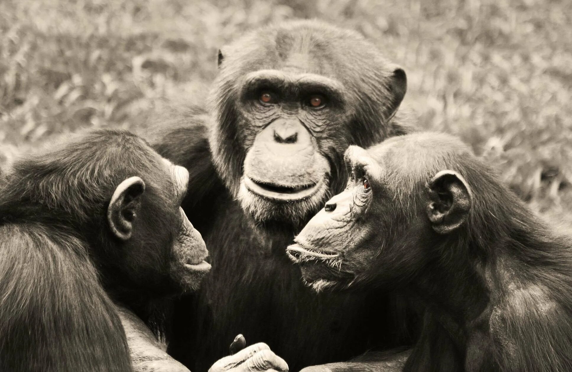 Animal communication. Шимпанзе. Общение обезьян. Три шимпанзе. Шимпанзе фото.