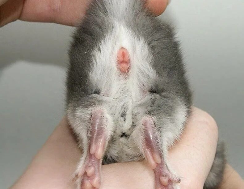 Самка шимпанзе в брачный период. Слоны спаривание. Как отличить кота от кошки в маленьком возрасте. Пузико медвежонка. Горилла бонобо.