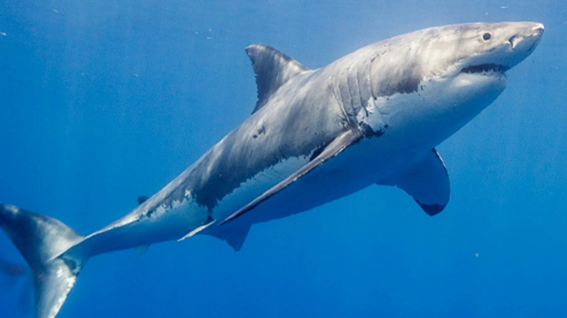 Атлантическая сельдевая акула. Тихоокеанская сельдевая акула. Акула акула мако. Большая белая акула. Shark return
