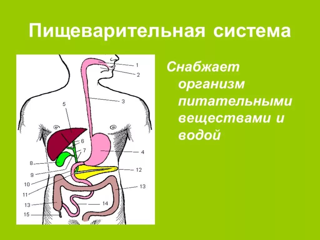 Как работает наш организм презентация. Пищеварительная система человека. Пищеварительная системам4мкласс. Пищеварительная система 4 класс. Пищеварительная система рисунок 4 класс.