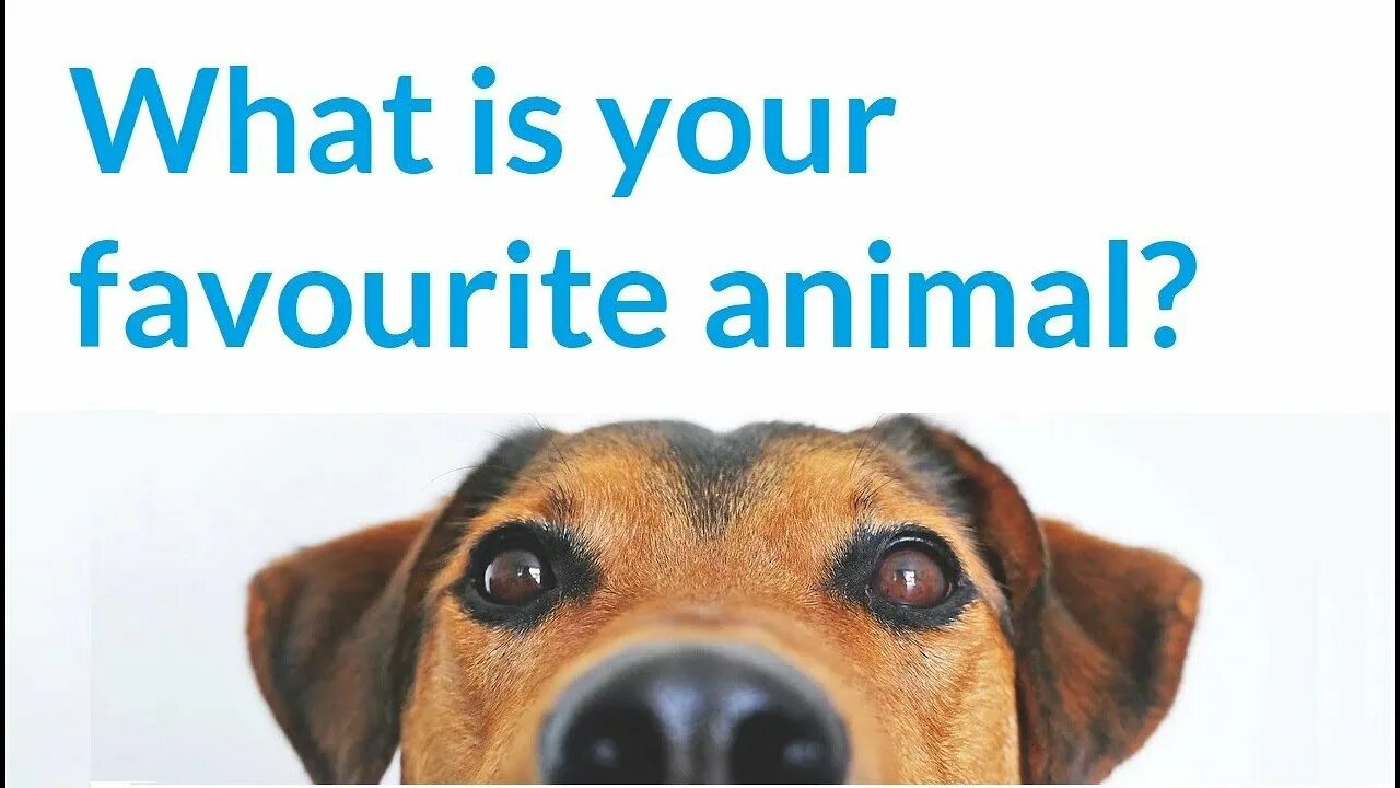 My favourite animal топик. What's your favourite animal ответ. What s your favourite animal. My favourite animal. My favourite animal 3 класс.