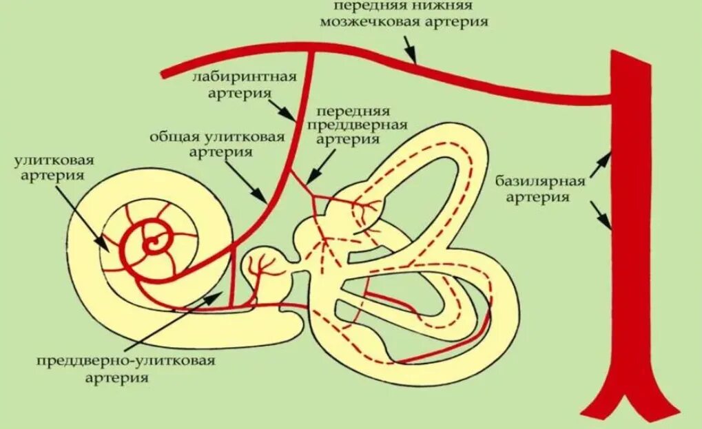 Нервы органа слуха. Кровоснабжение и иннервация внутреннего уха. Кровоснабжение улитки внутреннего уха. Кровоснабжение внутреннего уха человека схема. Кровоснабжение внутреннего уха анатомия.