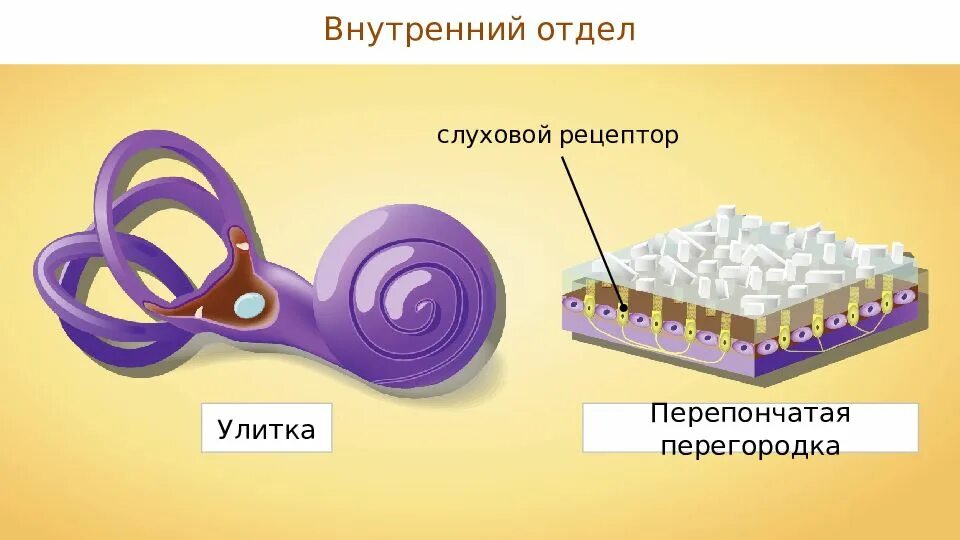 Слуховые рецепторы. Слуховые рецепторы улитки. Рецепторы слухового анализатора. Слуховые рецепторные клетки называются. Рецепторный орган слуха
