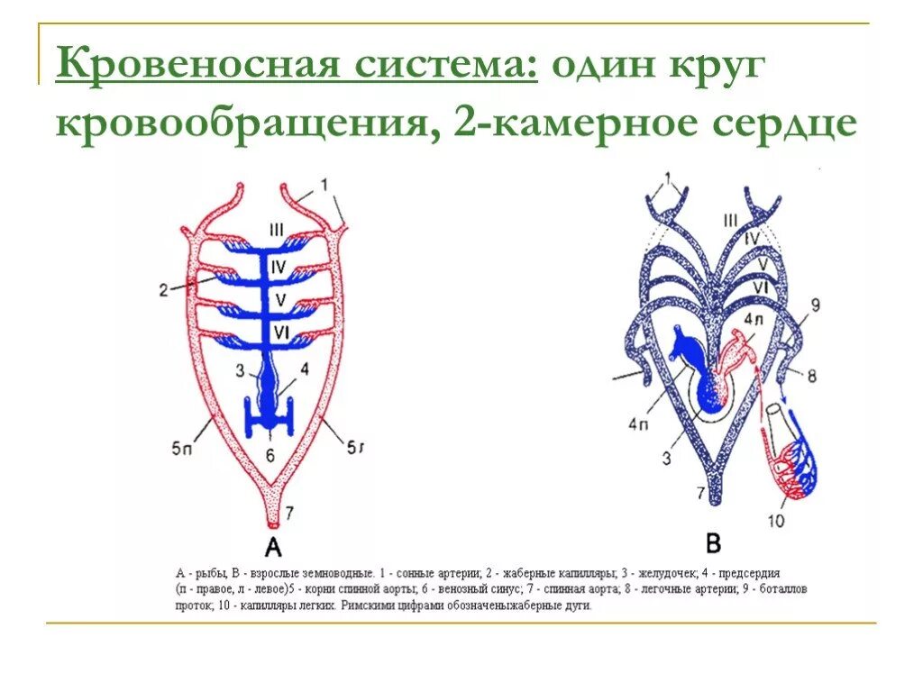 Схема кровеносной системы костистой рыбы. Кровеносная система костистых рыб. Кровеносная система система костных рыб. Кровеносная система рыб схема круги кровообращения. Класс рыбы круги кровообращения