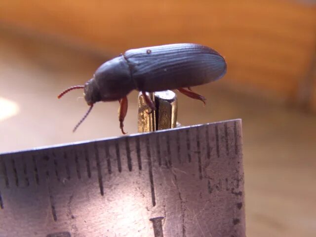 Домашние летающие жуки. Жуки в цветах. Июньский жук и майский жук. Жук хрущ квартирный. 4 жука.