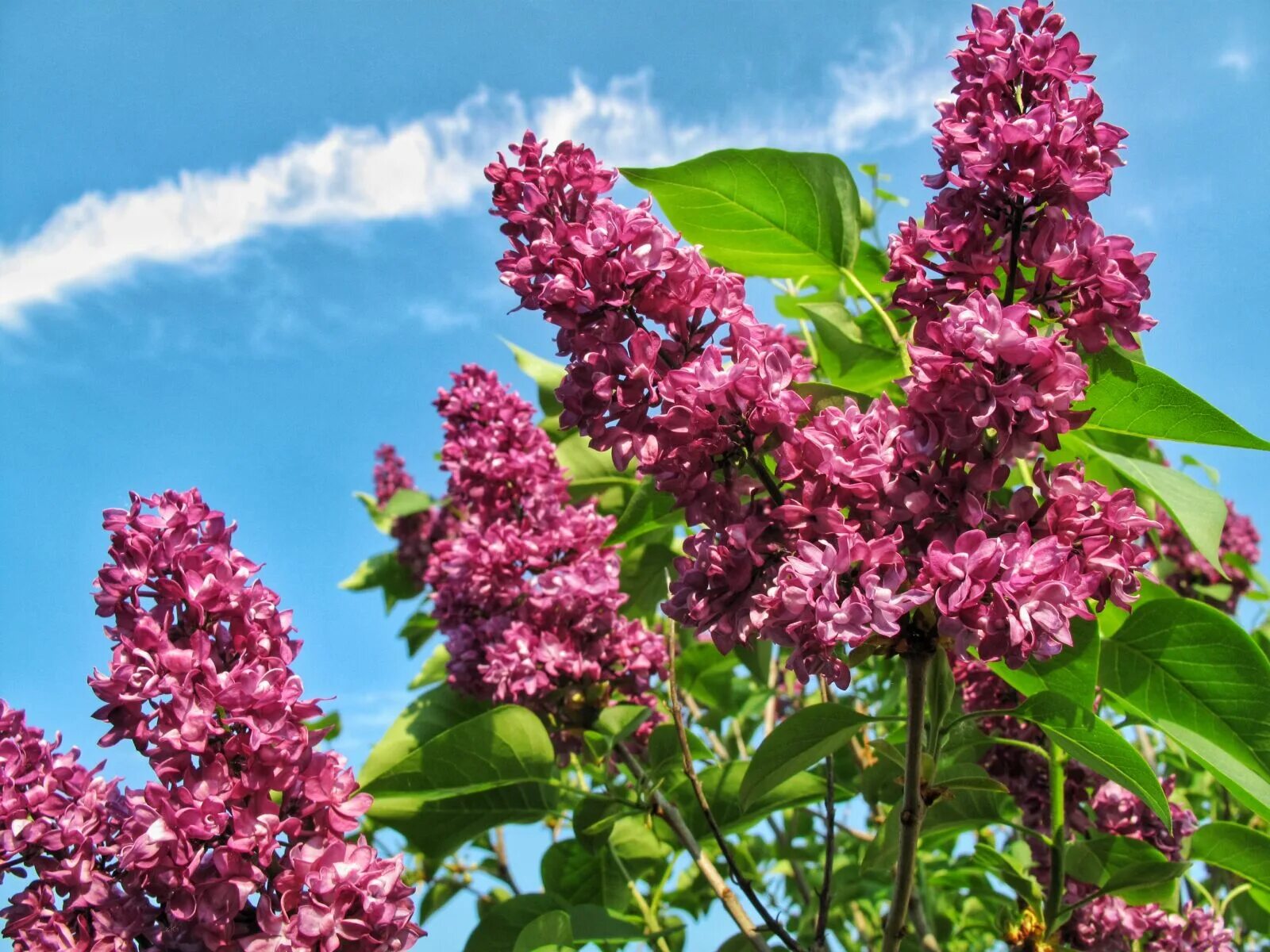 Hint in flowers