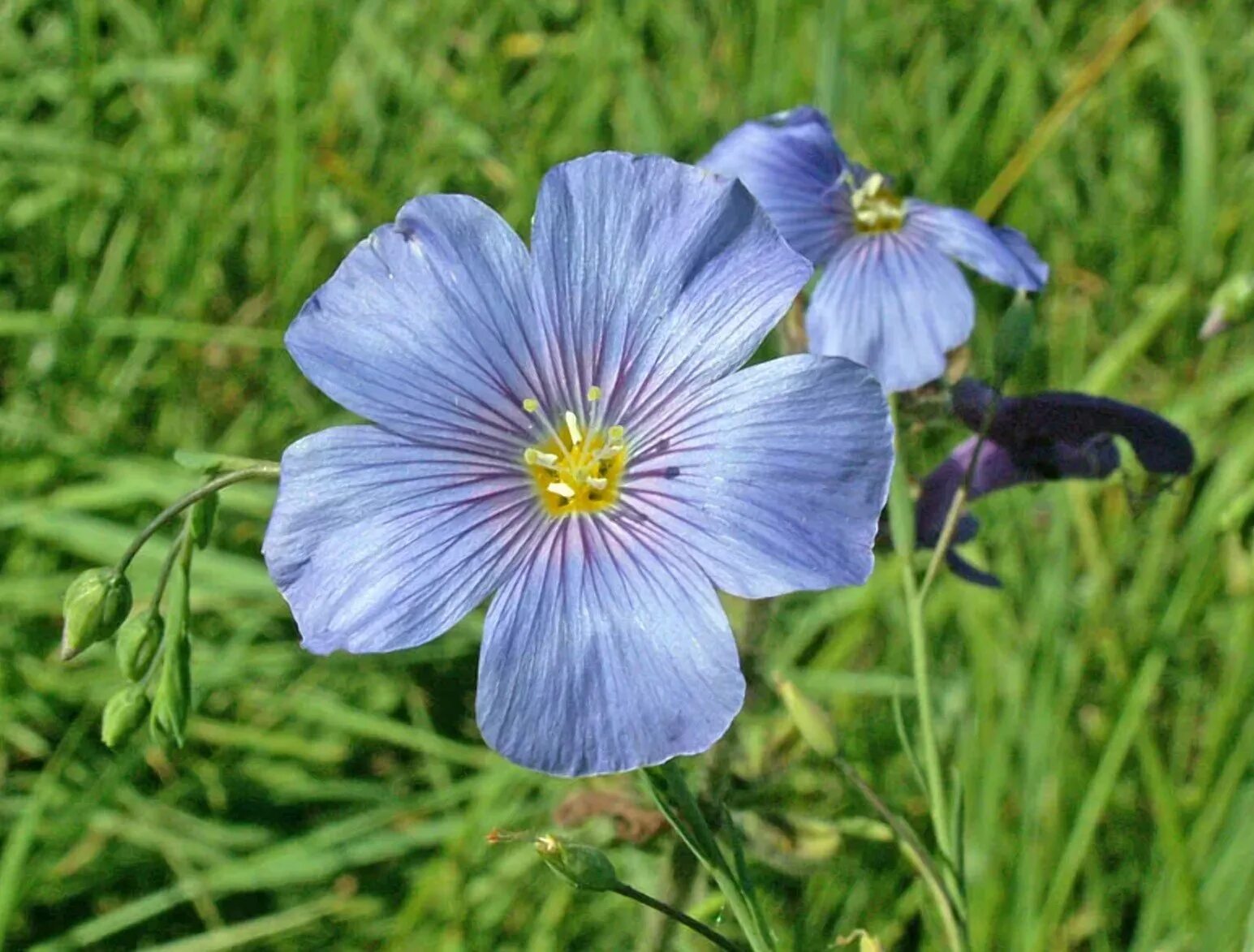 Лен ленок. Лён крупноцветковый (Linum grandiflorum). Лен многолетний Блу. Лен многолетний Linum perénne. Лен многолетний Небесный.