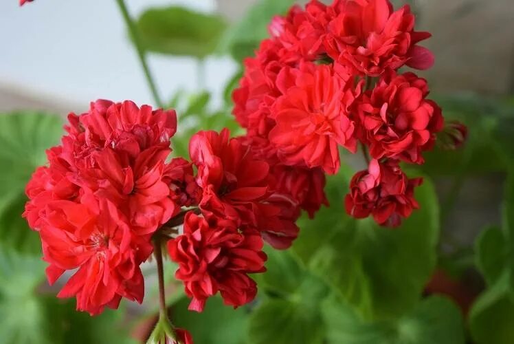 пеларгония норланд розовый. держи гераньку. Queen of hearts пеларгония. норланд ред спорт пеларгония. Mr may last пеларгония.