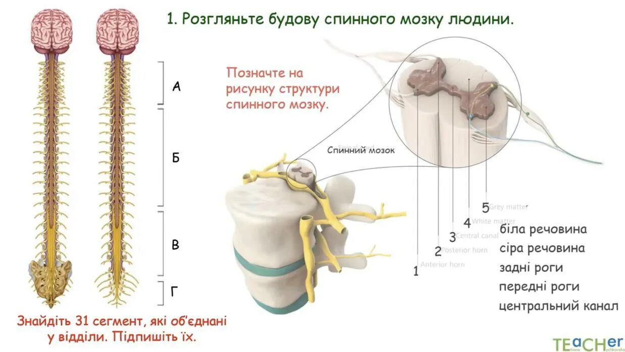 31 сегмент. 31 сегмент