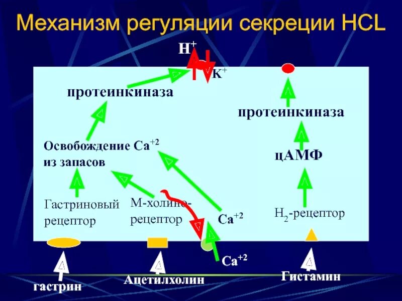 Уровень гистамина. Механизмы желудочной секреции физиология. регуляция секреции гистамина. регуляция выработки гастрина. гастриновые рецепторы.