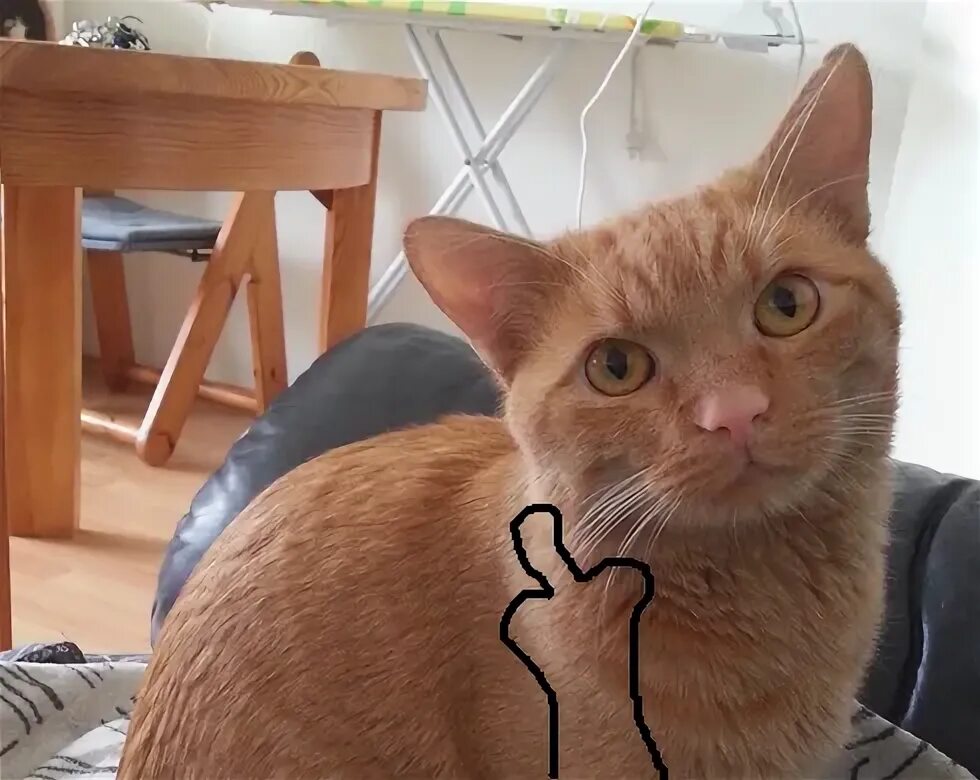 Кот издает странные. Вредный кот. моя кошка издает странные звуки.