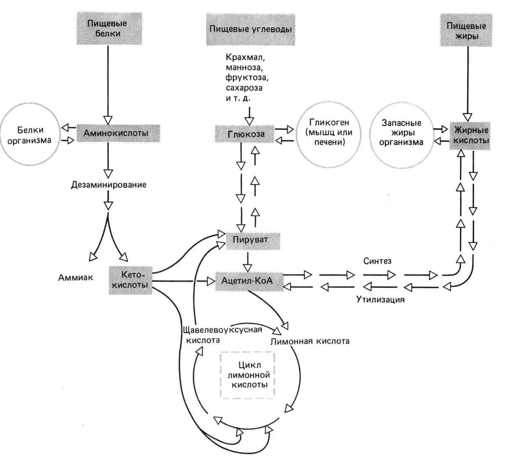 Синтез белка из жира. Схема превращения углеводов в жиры. Схема превращения аминокислот в жиры. Процесс превращения углеводов в жир. Схема взаимопревращений белков жиров углеводов.