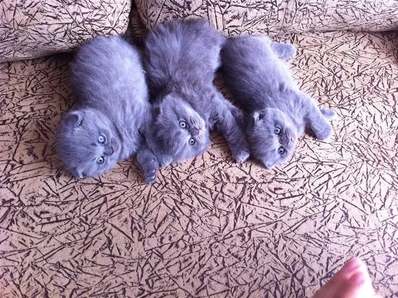 Гуково кошки. Кот из рекламы пурина. Гуково кошки. Майкуны коты взрослые. Бесплатные коты шарыпово.