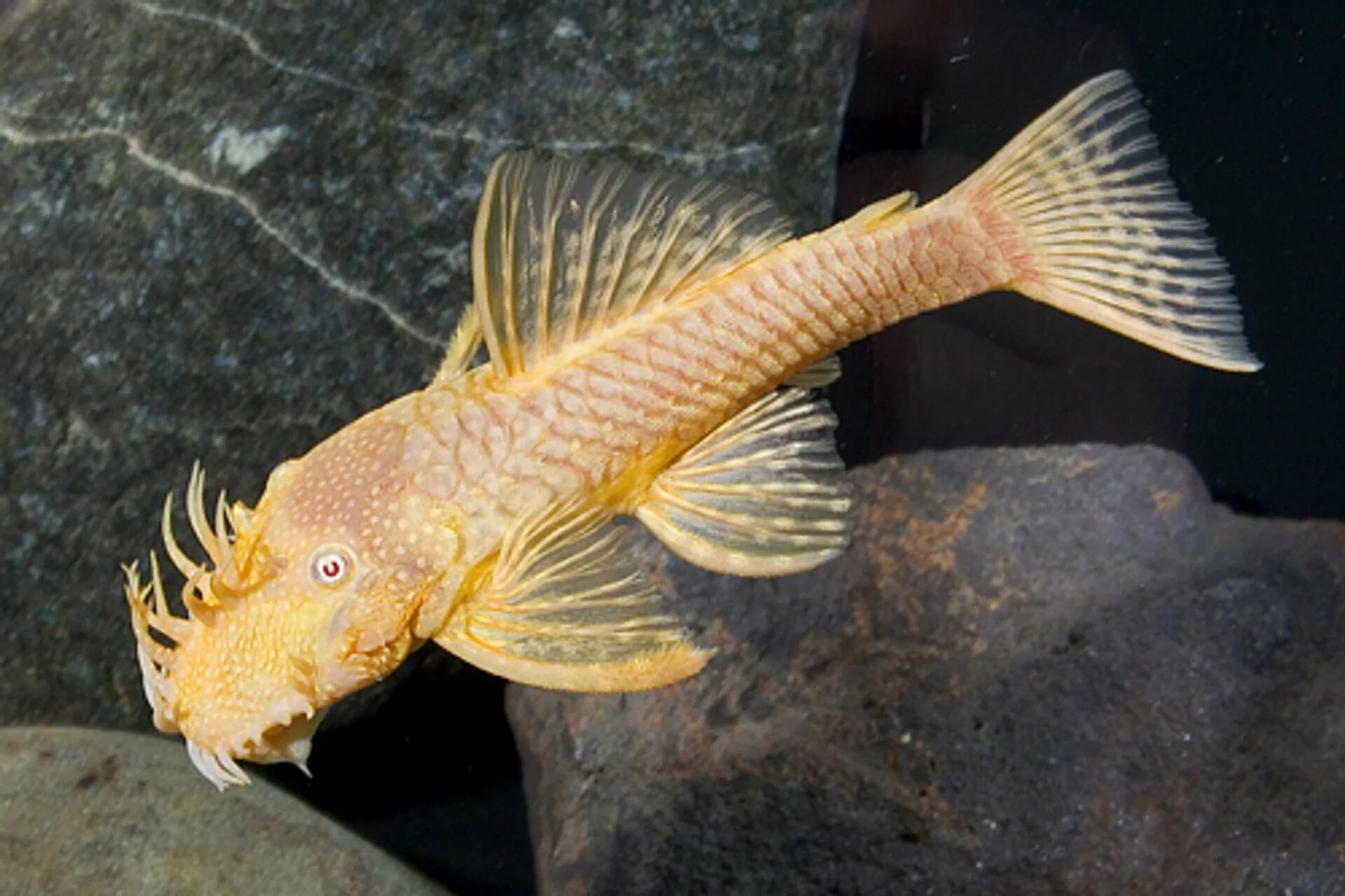 Рыба фэмили. Анциструс l144. Анциструс альбинос. Плекостомус альбинос. Рыбка анциструс альбинос.