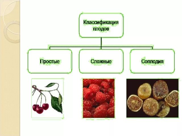 Назовите типы плодов. Плоды сухие и сочные односемянные и многосемянные таблица. Тип плода сочные односемянные. Классификация плодов односемянные и многосемянные. Типы сухих многосемянных плодов.