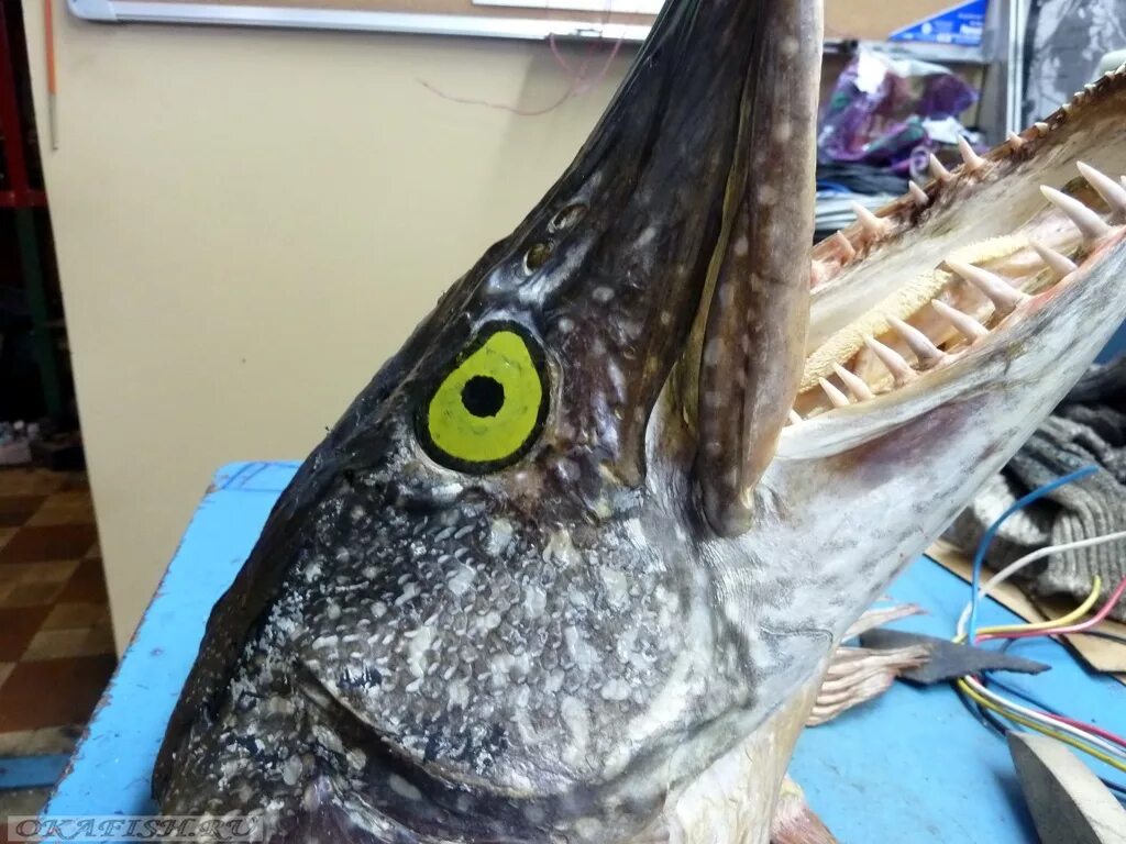 Чучело рыбы. Чучело щуки 9кг. Голова щуки. Как сделать чучело из щуки. Чучело щуки.