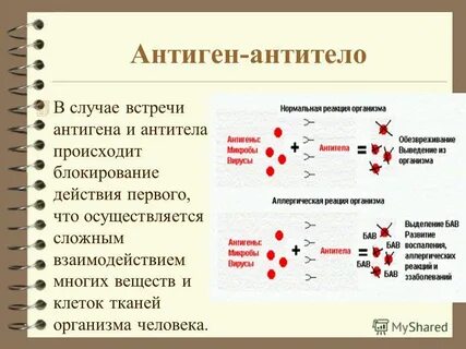 Антитела к антигенам сальмонелл