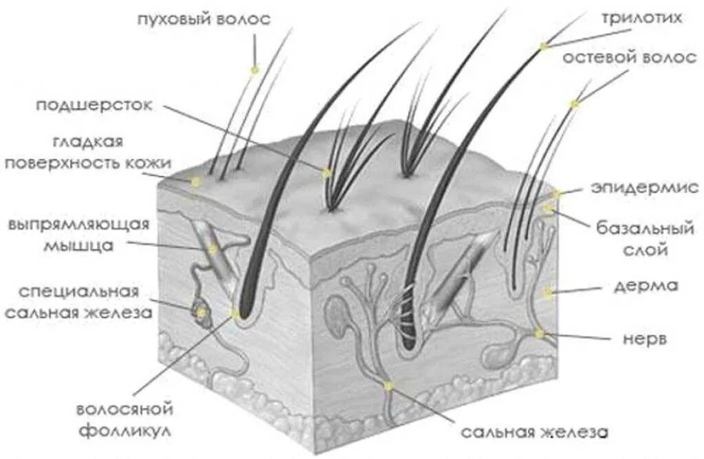 Какая более мощная структура кожи у тюленей. Волосяной Покров строение волоса. Строение кожи (волосяного Покрова) млекопит. Строение волоса и волосяного фолликула. Строение кожного Покрова собаки.