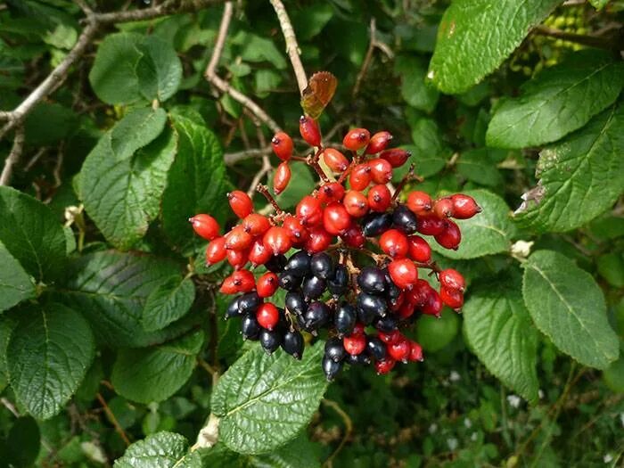 Калина гордовина "Lantana"