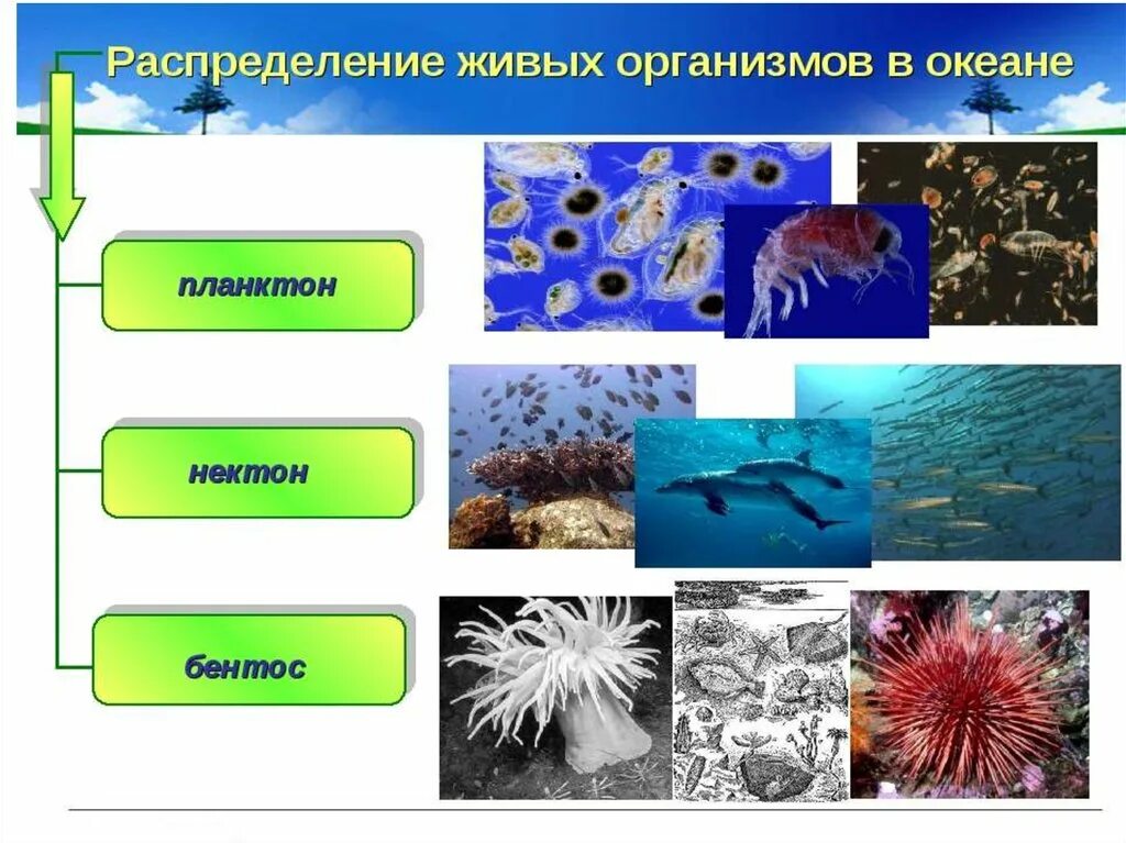 Что такое планктон Нектон и бентос в океане. Живые организмы в океане планктон Нектон бентос. Бентос Планкитон Пентон. Разнообразие организмов на земле.