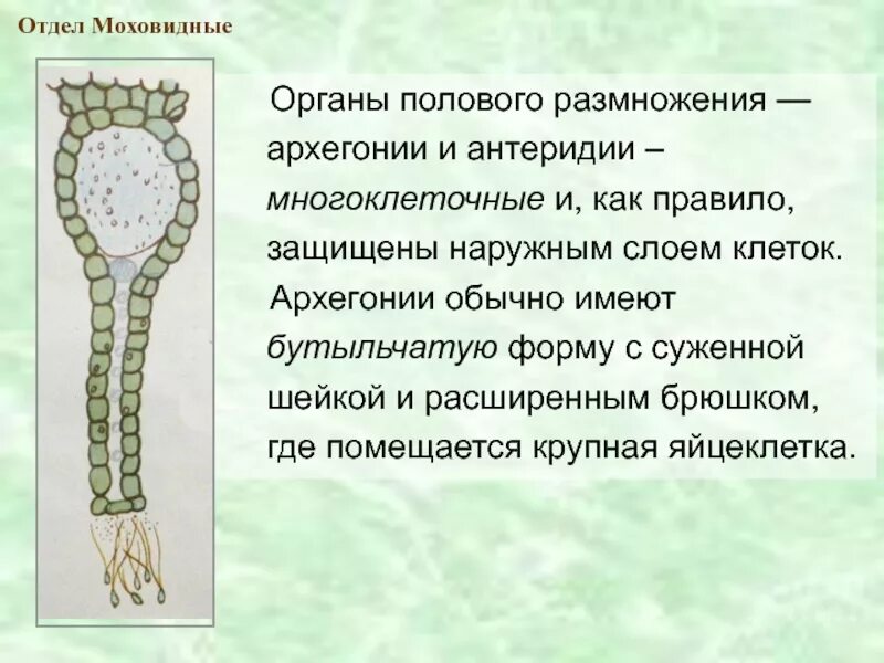 Имеют придаточные корни антеридии и архегонии. Архегонии и антеридии. Архегоний мха. Мужские половые органы антеридии. Антеридиий аххигониий.