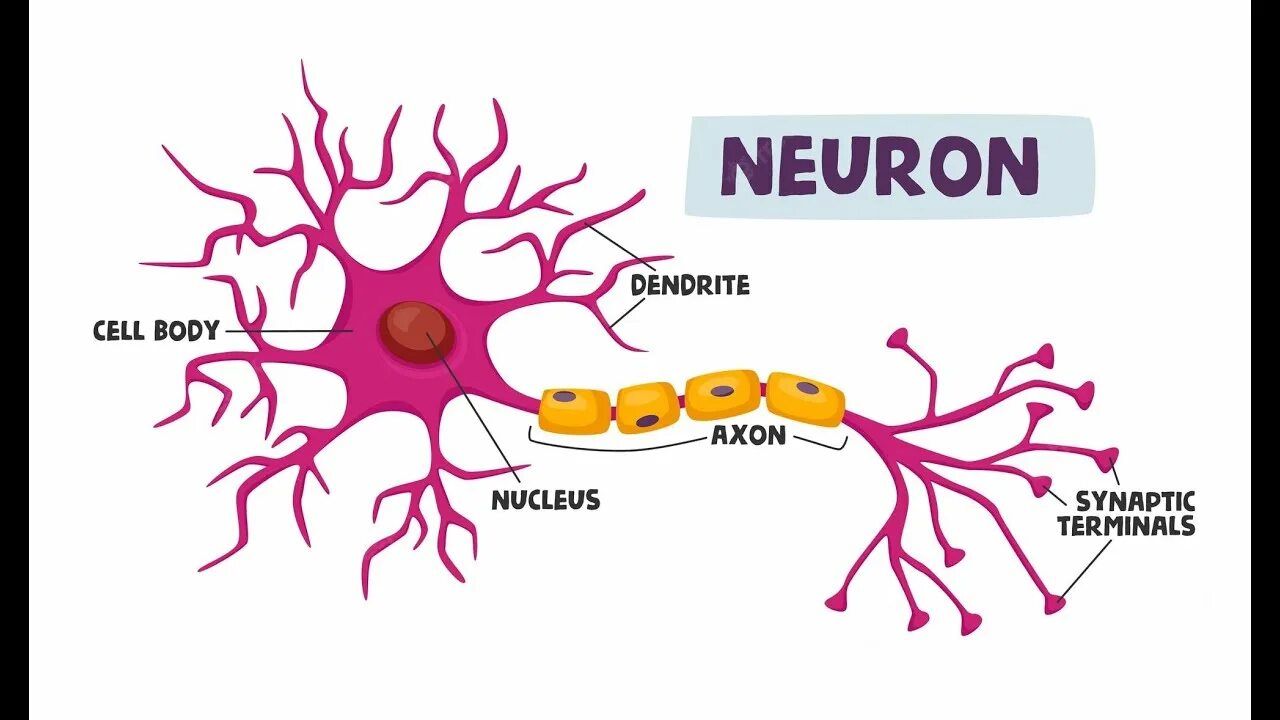 Neuron cell