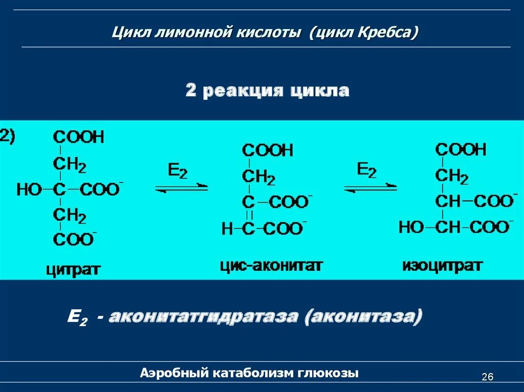 3 реакция цикла кребса