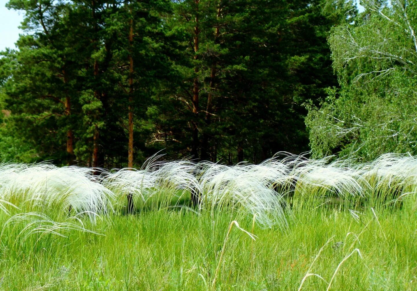 Ковыль в тайге