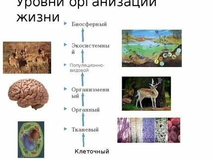 Тканевый уровень примеры организмов