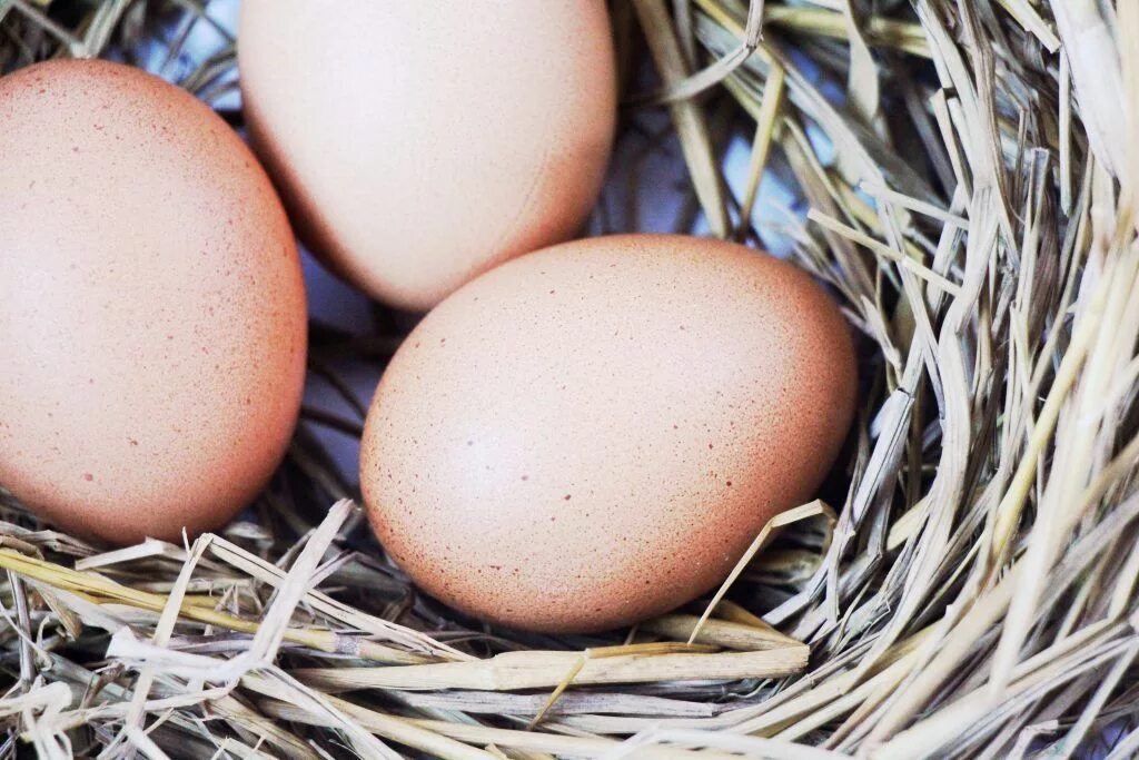 Могут ли куры нести яйца без петуха. Белая курица несет коричневые яйца.