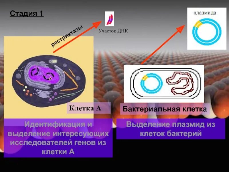 Исследователь трансформировал клетки бактерий плазмидой содержащей ген. Выделение плазмид из клеток бактерий. Плазмиды бактериальной клетки. Строение бактериальной клетки плазмиды. Функции плазмиды в бактериальной клетке.