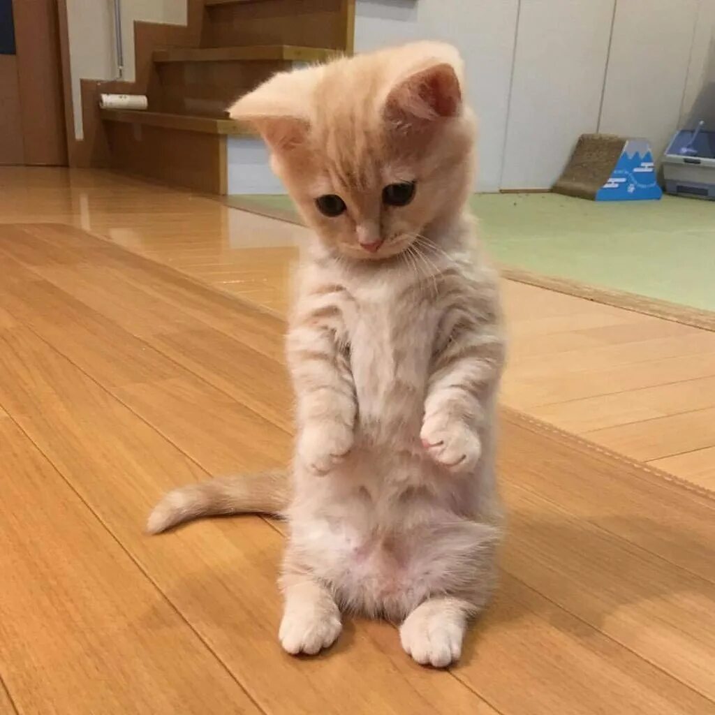 Котенок стоит на лапах. Котенок стоит на лапах. Котенок стоит на лапах. Котенок с поднятыми лапками. Котенок стоит на лапах.