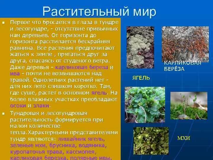 Особенности животных тундры и лесотундры. Растительность тундры. растительный мир лесотундры.