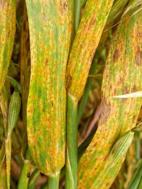 болезни зерновых. листовая ржавчина яровой пшеницы. мучнистая роса на яровой пшенице. септориоз ячменя. вредители зерновых культур.